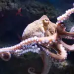 Octopus: Unlocking the Dreams Meaning and Spiritual Meaning Behind This Mysterious Sea Creature