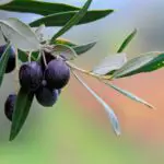 Olive Leaf: Unlock the Spiritual Meaning of Your Dreams