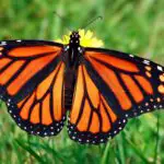 Orange Butterfly: Unlocking the Spiritual and Dreams Meaning Behind This Rare Sight