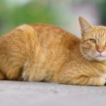Orange Cat: Uncovering the Dreams Meaning and Spiritual Meaning Behind This Colorful Feline