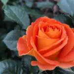 Discover the Spiritual Meaning of Orange Rose Dreams