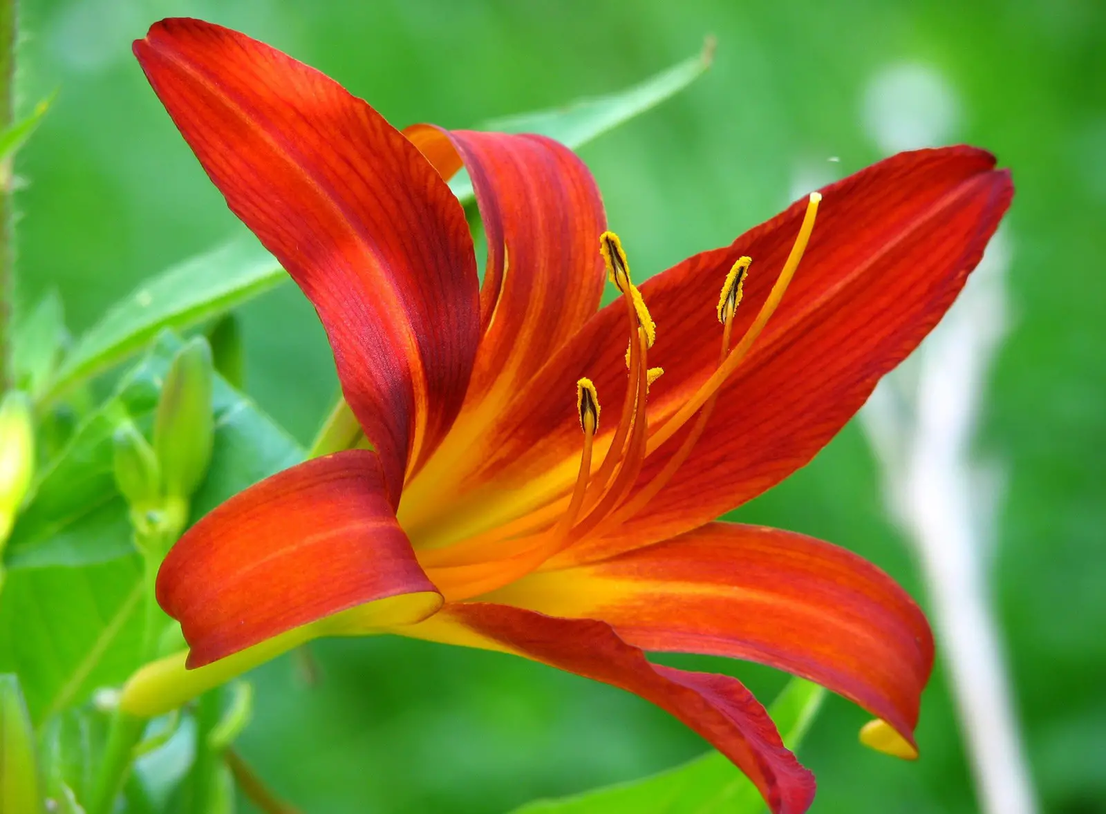 Other Meanings Of The Lily