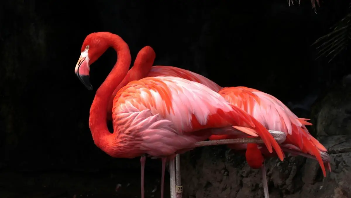 Overview Of Flamingo