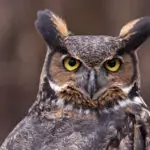 Uncover the Spiritual Meaning of Owls in Dreams and Beyond
