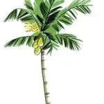 Uncover the Spiritual and Dream Meaning of Palm Tree Symbolism