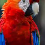Uncover the Spiritual Meaning of Dreams with Parrots