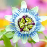 Unlock the Spiritual Meaning of Your Dreams with Passion Flower