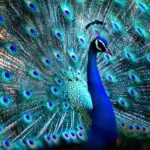 Peacock: Unlocking the Dream and Spiritual Meaning of This Beautiful Bird