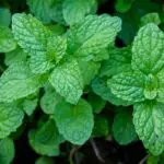 Peppermint: Uncovering the Dreams and Spiritual Meanings Behind this Refreshing Herb