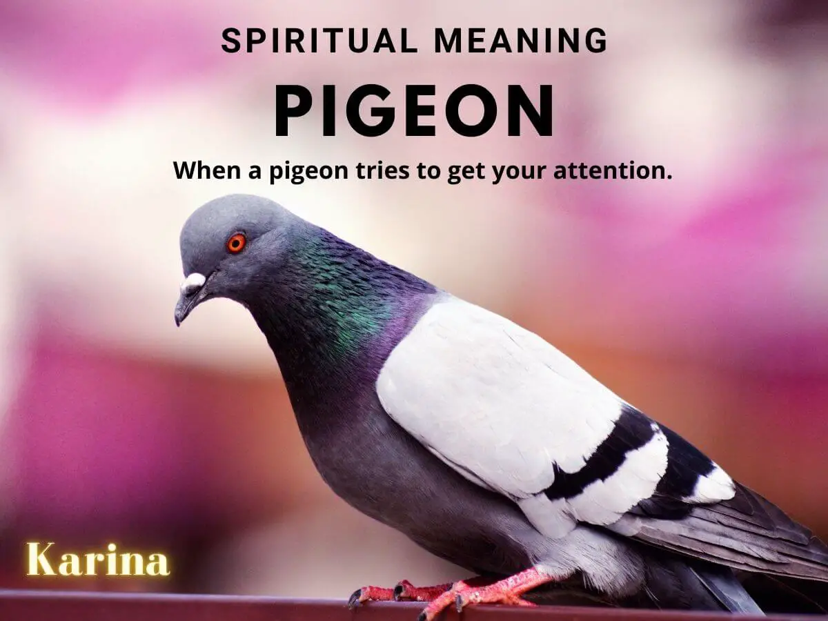 Pigeon As A Spiritual Symbol