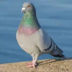 pigeon1534