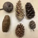 Uncover the Spiritual Meaning of Pine Cone Dreams
