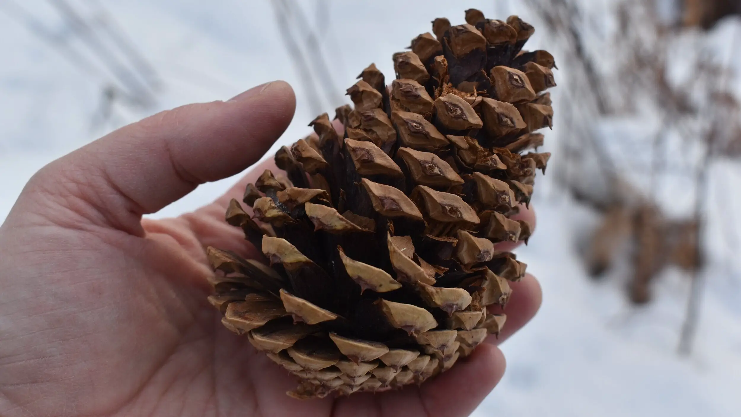 Pine Cones In Spiritual Meaning