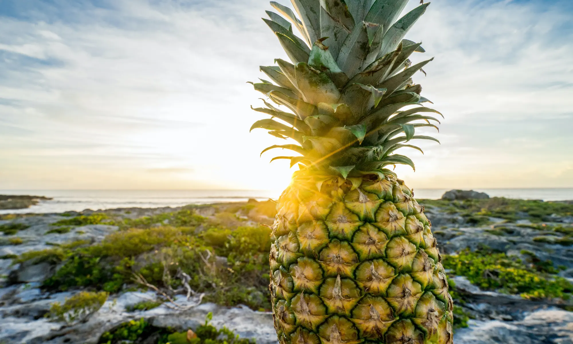 Pineapple As An Esoteric Symbol