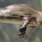 platypus-dream-meaning1549