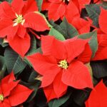 Poinsettia: Dreams Meaning and Spiritual Meaning