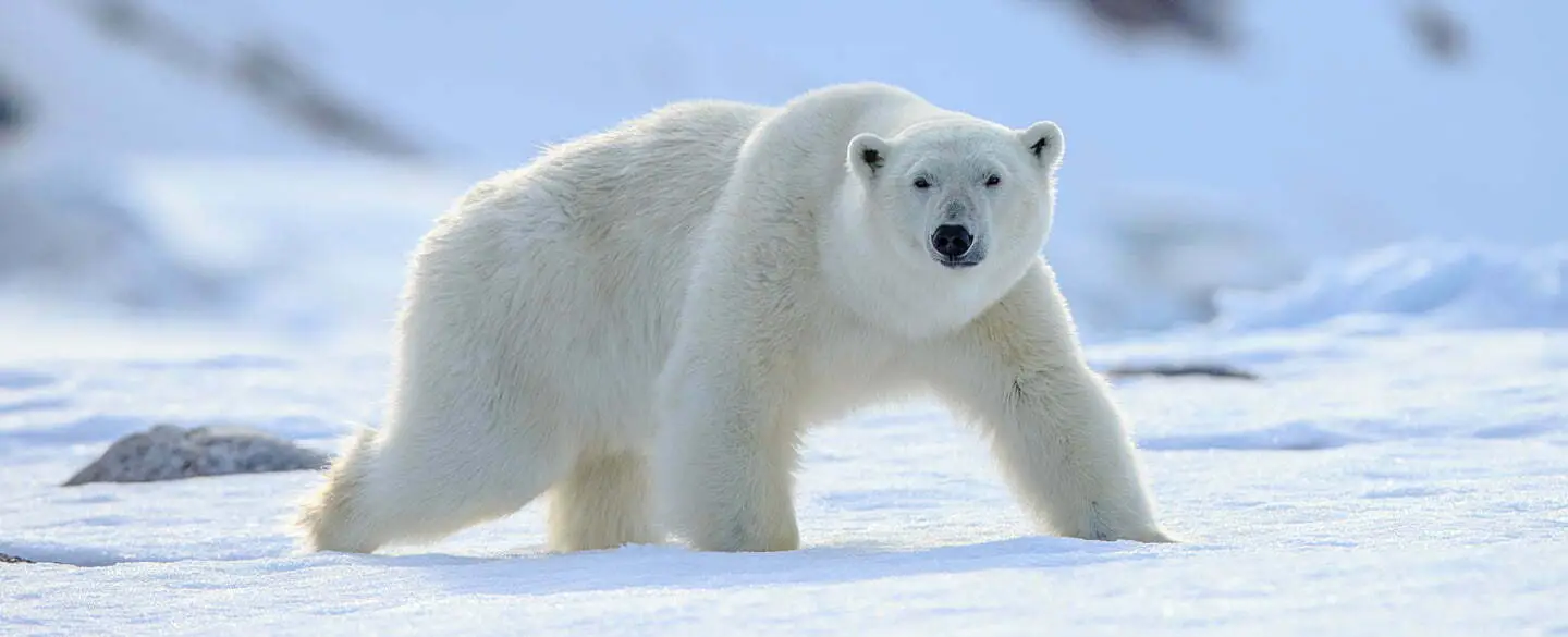 Polar Bear Dream And Spiritual Meaning In Modern Times