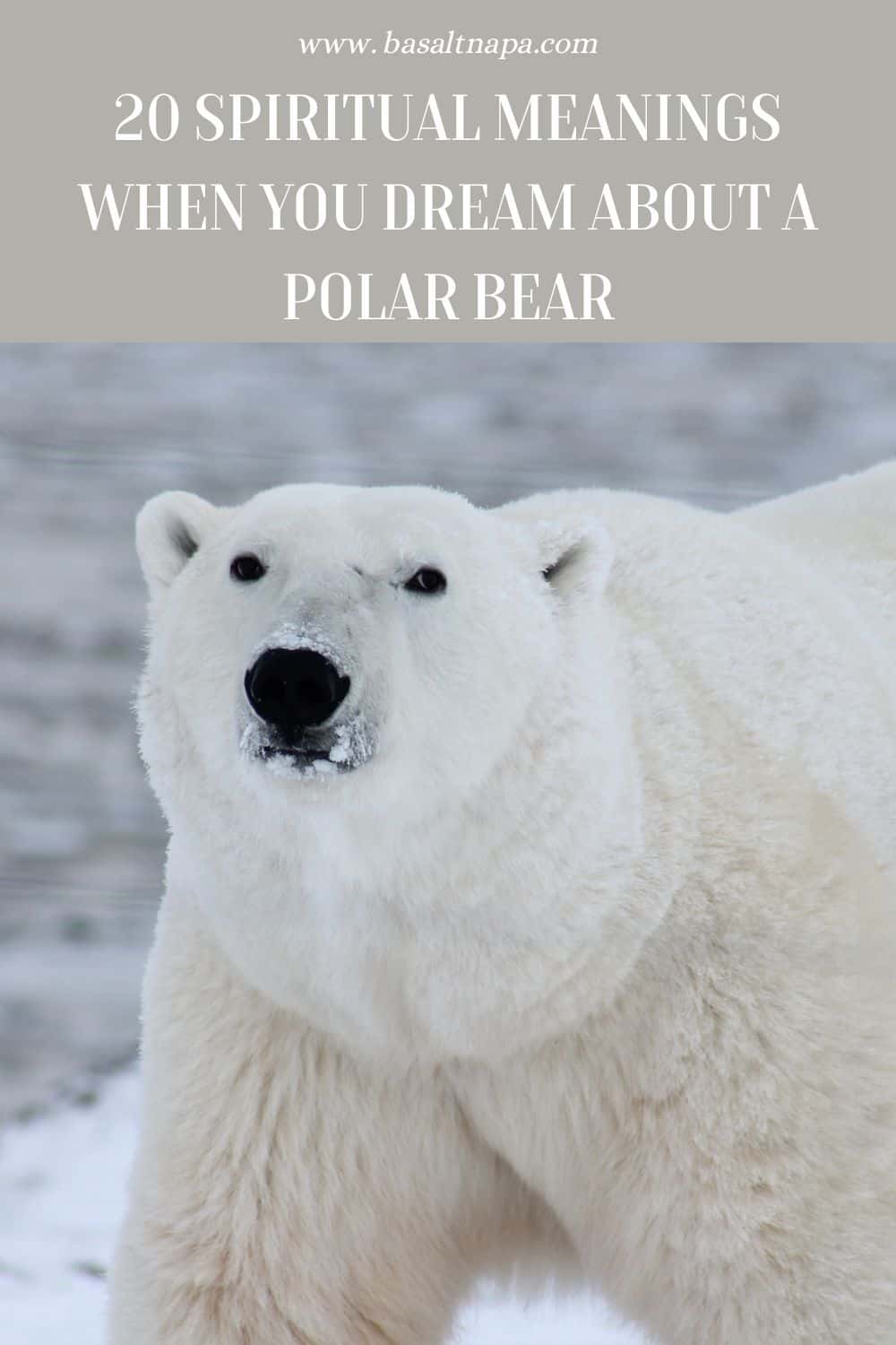 Polar Bear Dream And Symbolic Interpretation