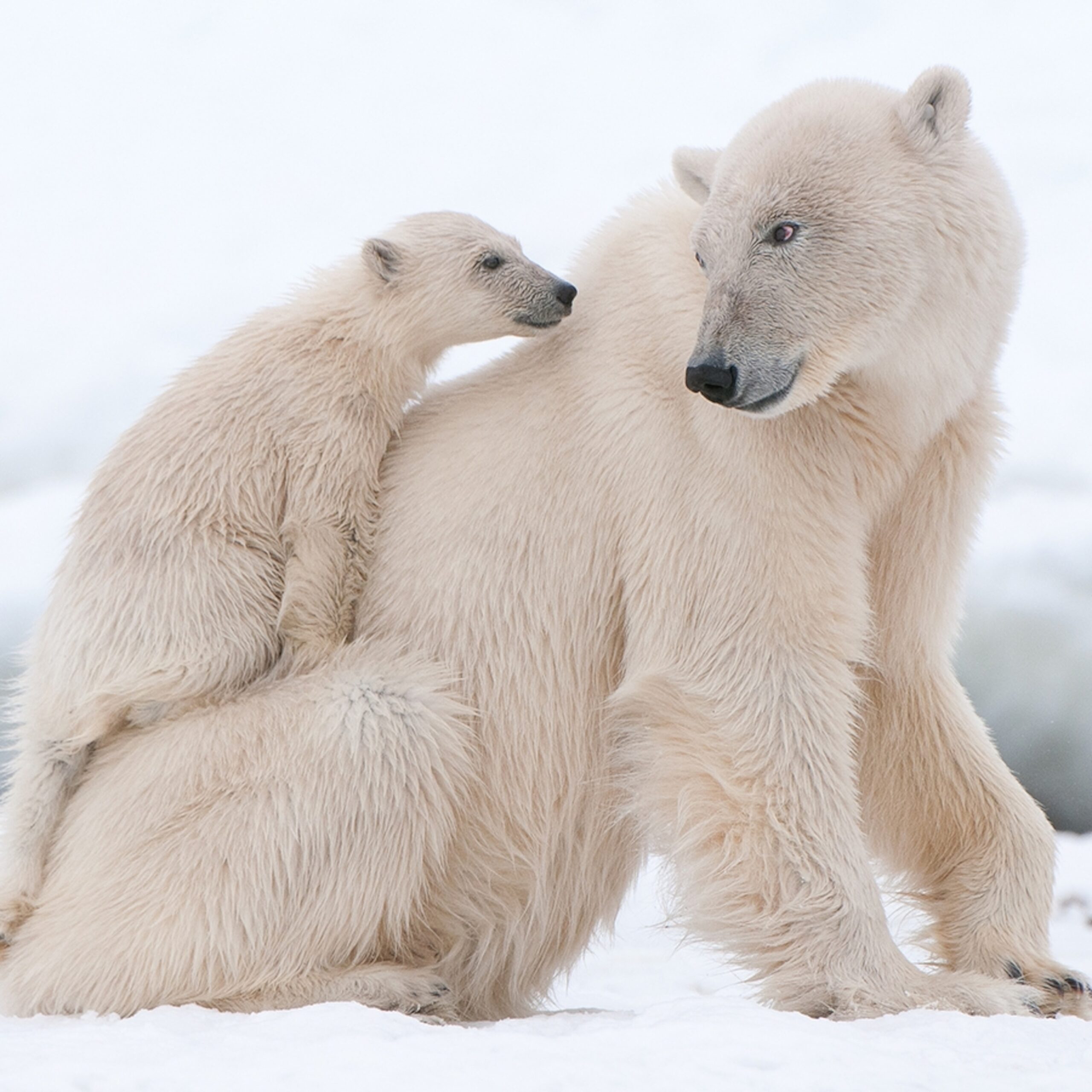 Polar Bear  Cosmic Animal Meanings, Messages & Dreams