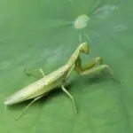Praying Mantis: Uncovering the Spiritual and Dream Meaning Behind This Ancient Insect