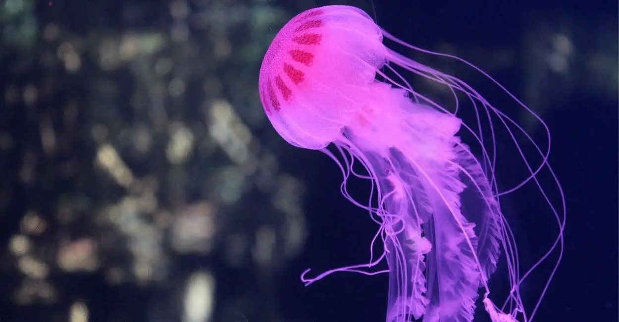 Psychological Interpretations Of Jellyfish Dreams