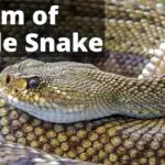 Unravel the Rattlesnake Dream Biblical Meaning: Reveal the Spiritual Meaning of Your Dreams