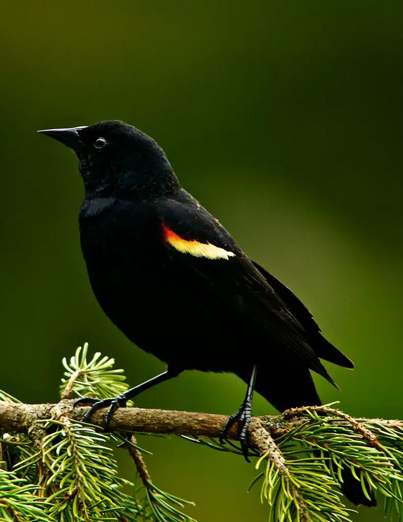 Red Winged Blackbird In Different Cultures And Religions