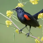 Red Winged Blackbird: Uncovering the Dreams and Spiritual Meaning Behind this Symbolic Creature
