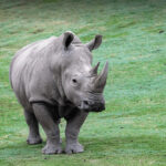rhino1592