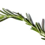 Rosemary: Unlocking the Spiritual Meaning and Dreams of this Herbal Powerhouse