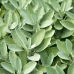 Sage: Unlocking the Dreams and Spiritual Meaning Behind This Powerful Herb