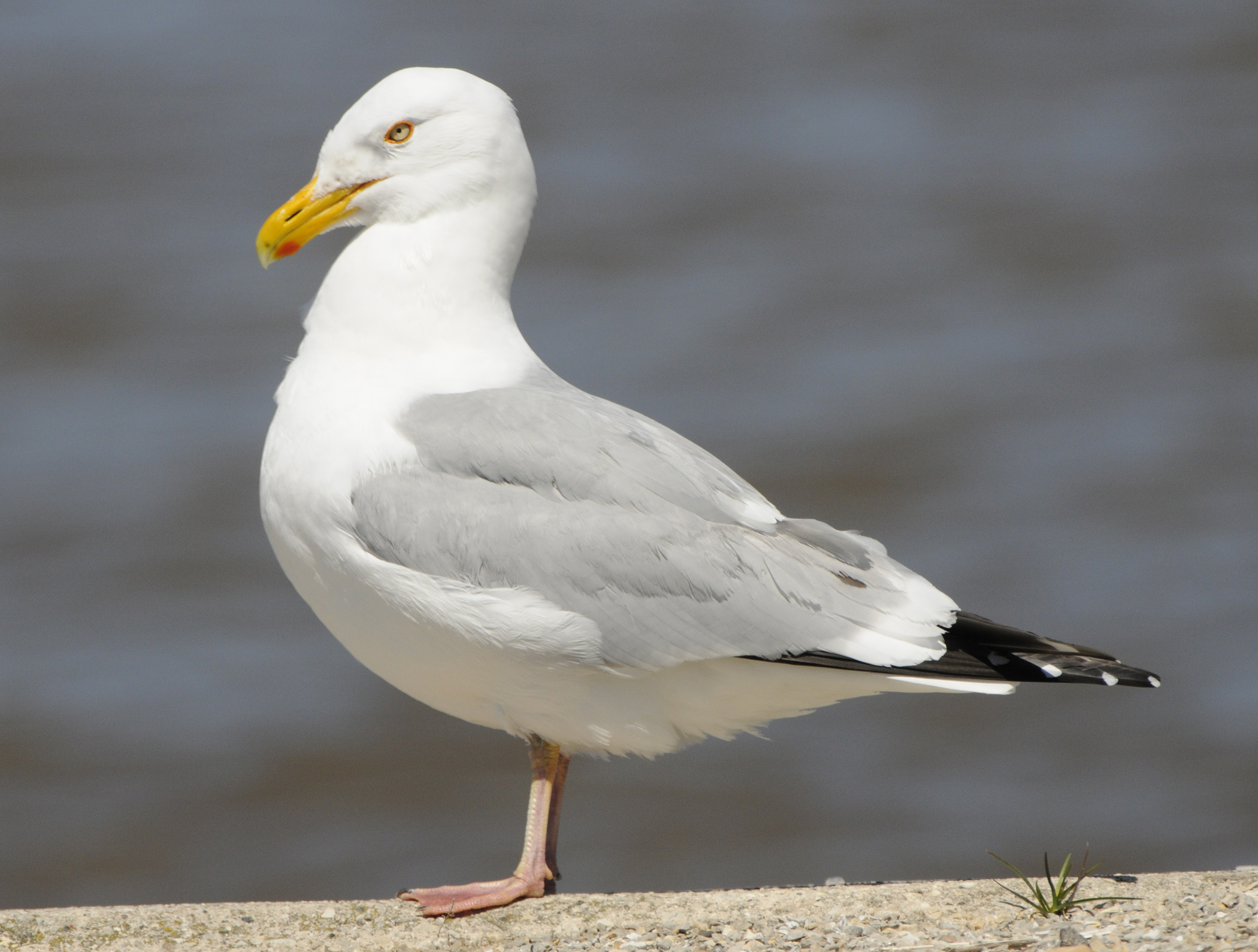 Seagulls: Unveiling the Spiritual and Dream Meaning Behind These Mysterious  Birds
