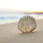 Seashells: Uncovering the Spiritual and Dream Meaning Behind the Seashells