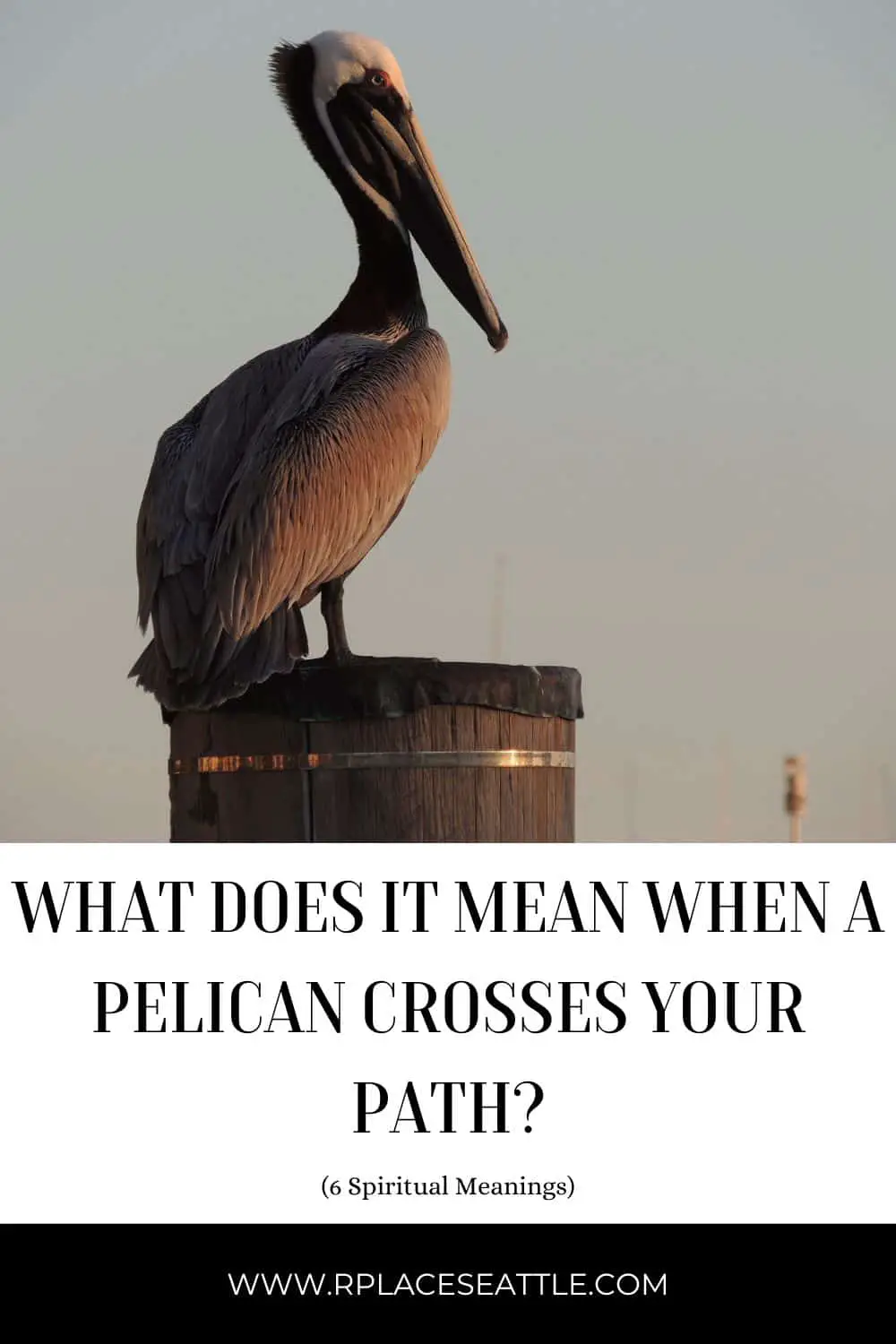 Seeing A Pelican
