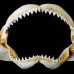 Unlock the Spiritual Meaning Behind Shark Teeth Dreams