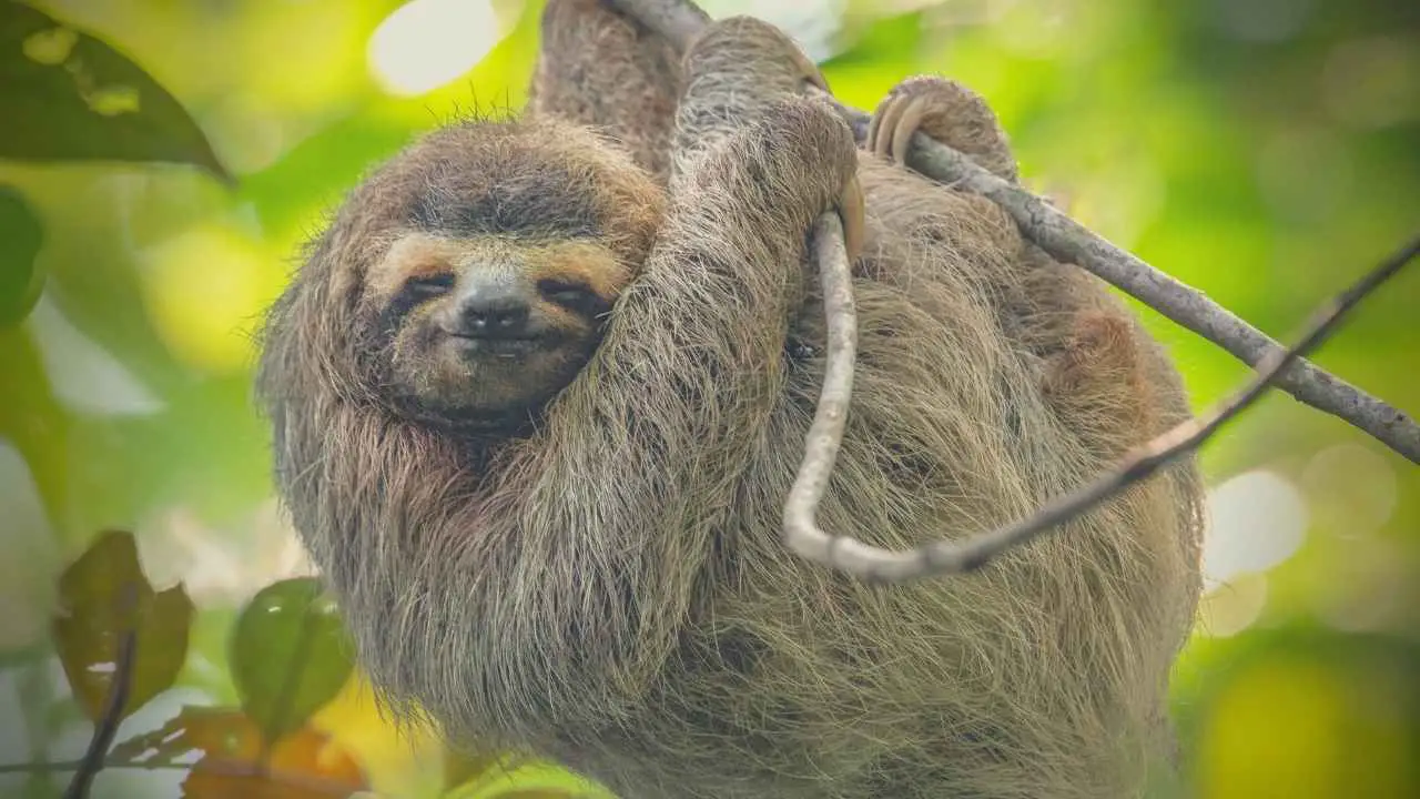 Sloth As A Symbol Of Spiritual Growth