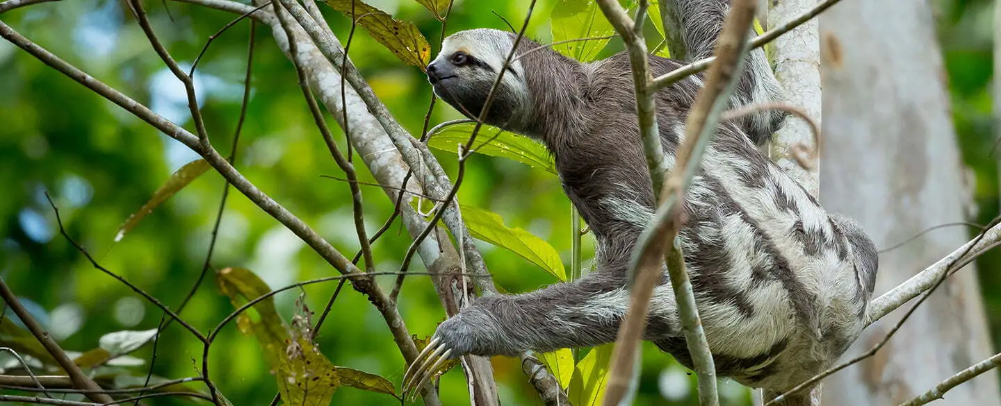 Sloth As A Symbol Of Wisdom