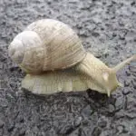 Snail Dreams: Uncovering the Spiritual Meaning Behind This Ancient Symbol