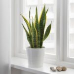 Snake Plant: Dreams Meaning and Spiritual Meaning