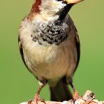 sparrow1670