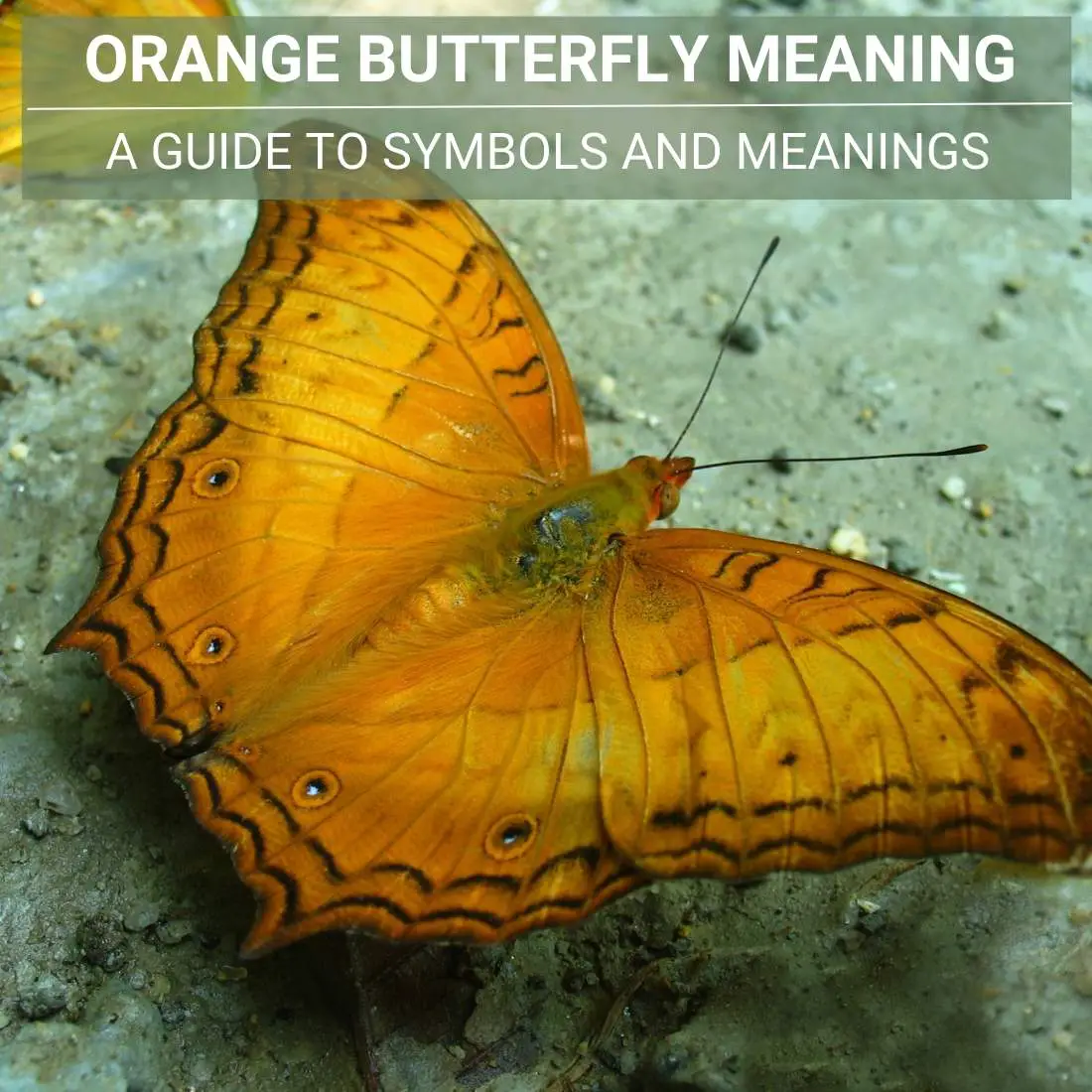 Spiritual And Cultural Significance Of Orange Butterfly