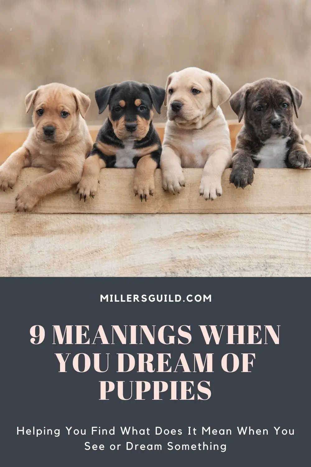 Spiritual Meaning Of Dreams About Dogs