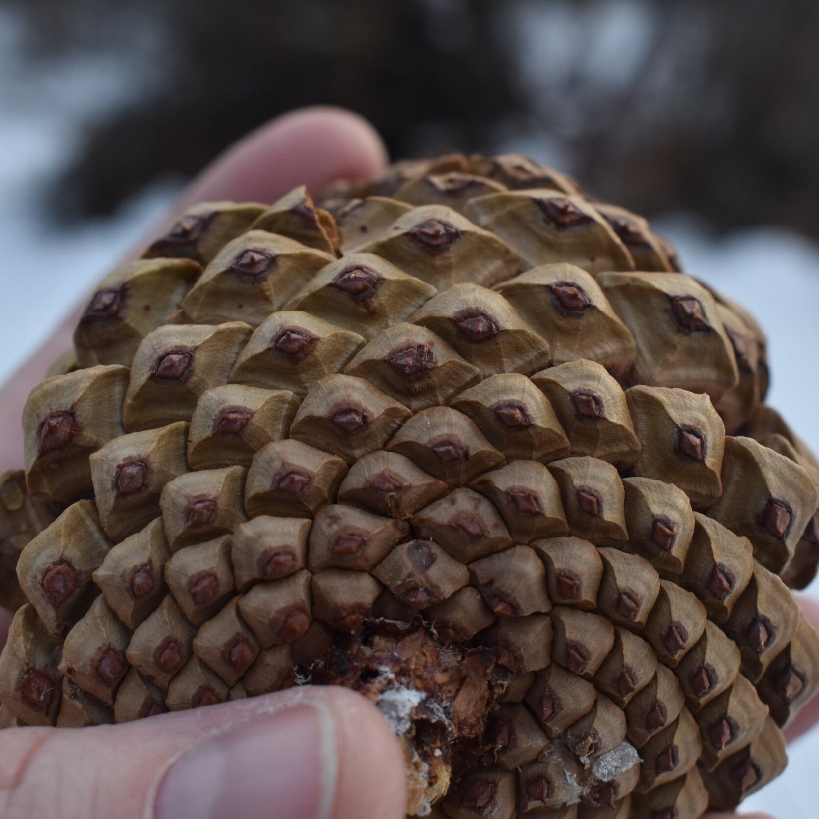 Spiritual Meaning Of Gathering Pine Cones