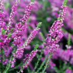 Unlock the Spiritual Meaning of Heather in Dreams: A Guide to Dream Interpretation