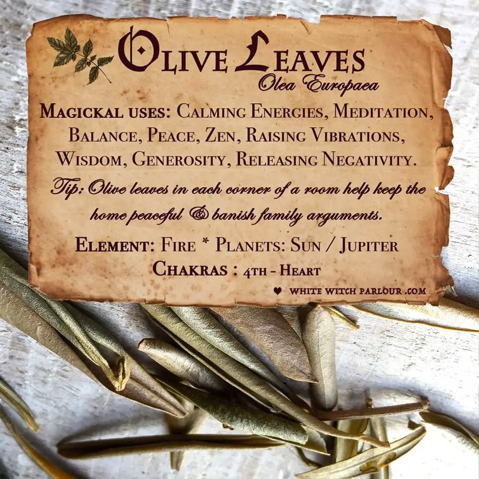 Spiritual Meaning Of Olive Leaves