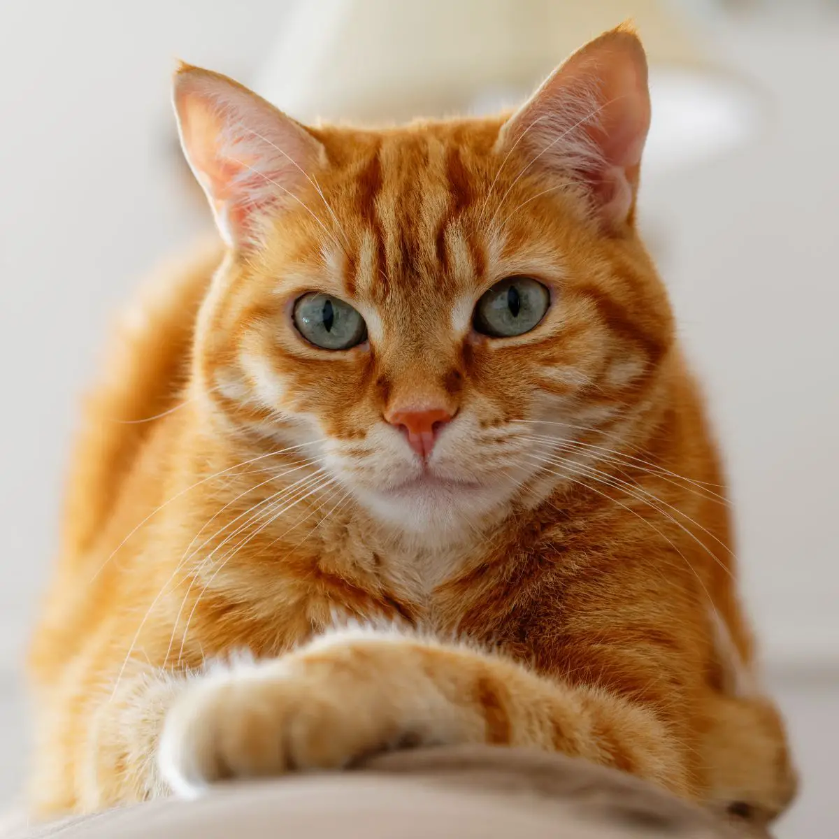 Spiritual Meaning Of Orange Cat