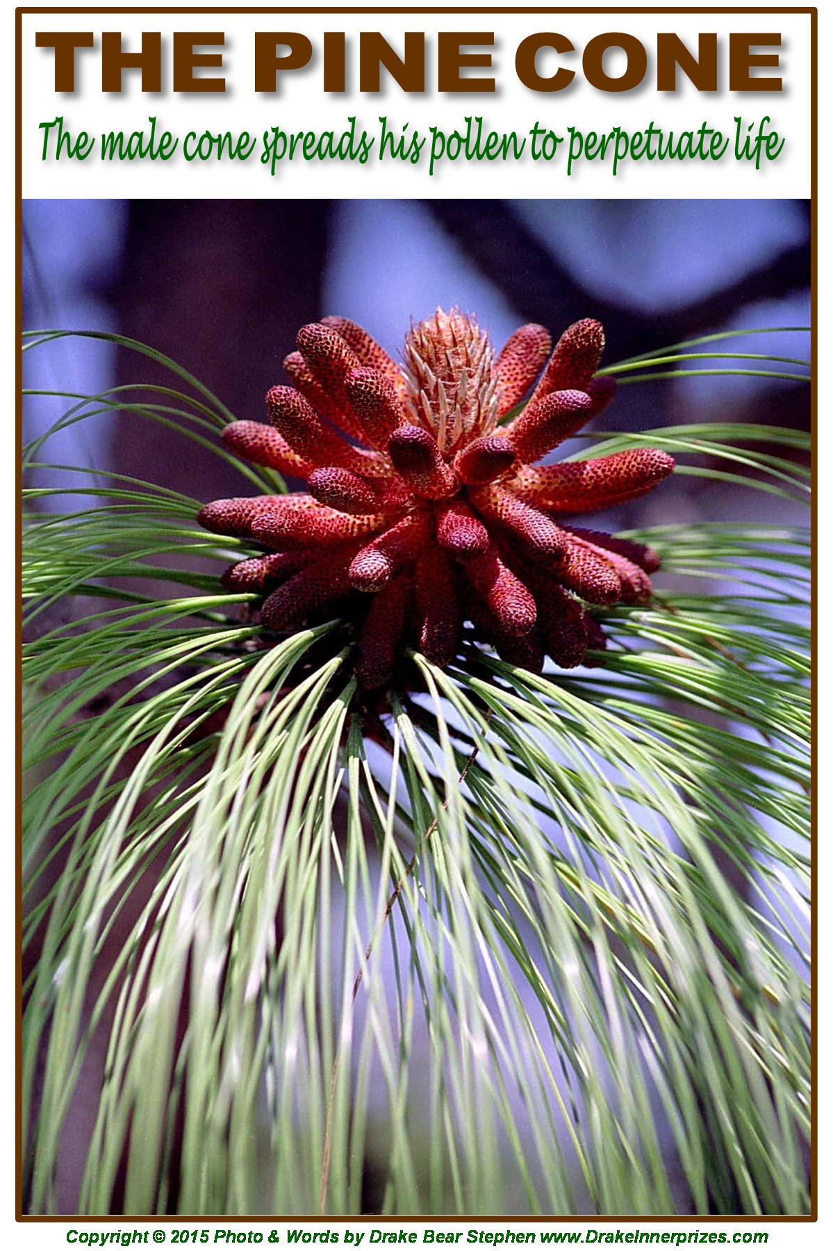 Spiritual Meaning Of Planting Pine Cones