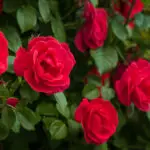 spiritual-meaning-of-rose-petals-1605
