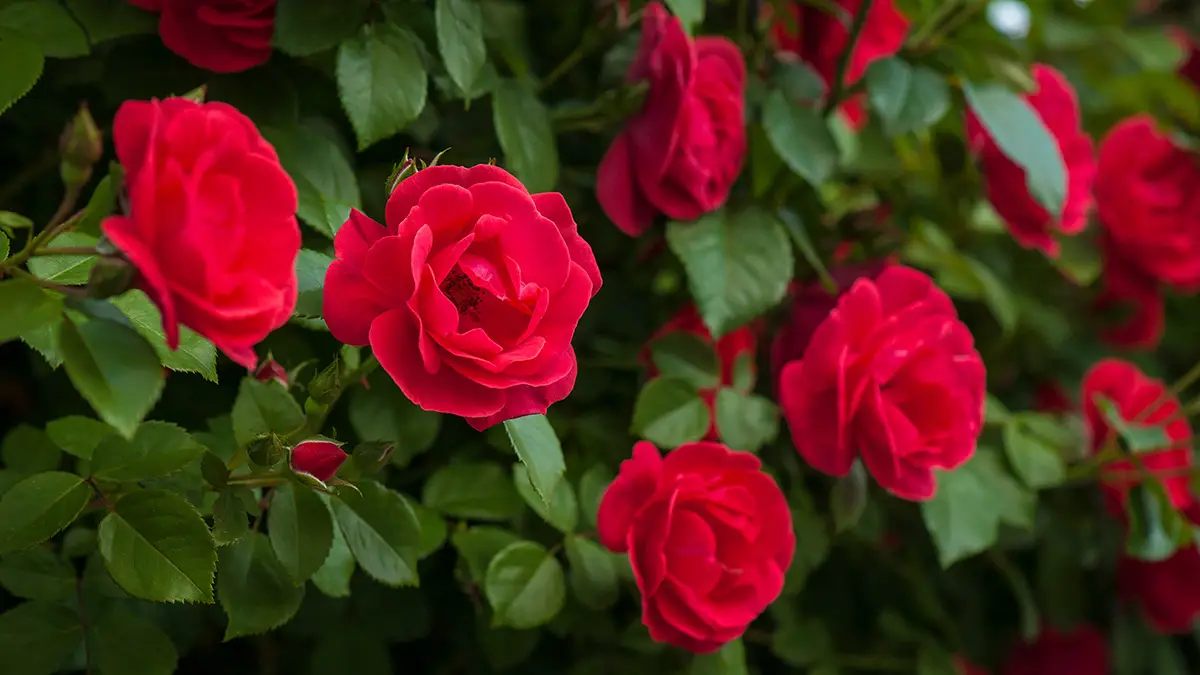 Spiritual Meaning Of Rose Petals