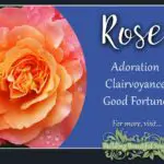 Unlock the Spiritual Meaning of the Rose in Dreams: What Does It Mean?